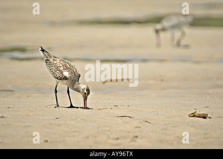 Sand piper creuse pour l'alimentation à la plage Banque D'Images