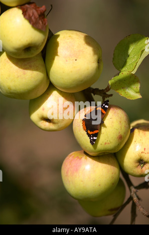 L'amiral rouge butterfly repose sur un nez de cochon je apple. Banque D'Images