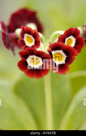 Primula auricula riche tête de lecture avec centre jaune Banque D'Images