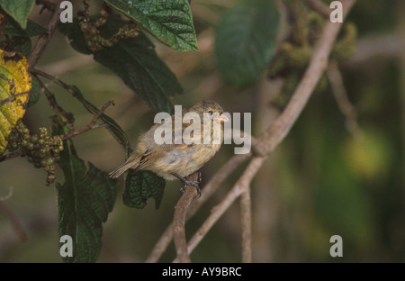 Arbre moyen Finch Camarhynchus pauper Galapagos Floreana Banque D'Images