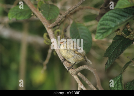 Arbre moyen Finch Camarhynchus pauper Galapagos Floreana Banque D'Images