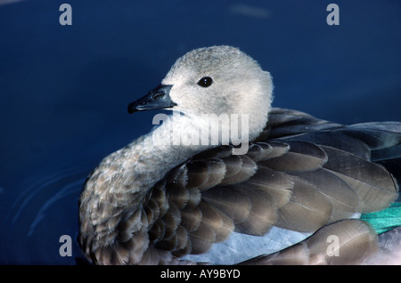 Blue winged Goose abyssin Cyanochen cyanopterus Close up sur l'eau Banque D'Images