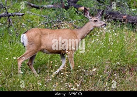 Jeune Biche Cerf à marcher dans un pré Banque D'Images