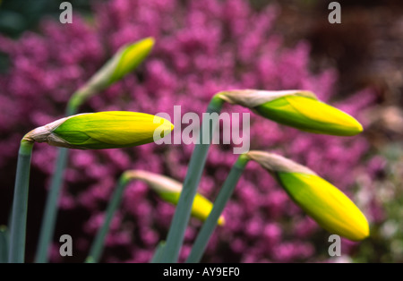 Printemps jonquilles à fleur pousse dans un jardin Anglais UK Banque D'Images