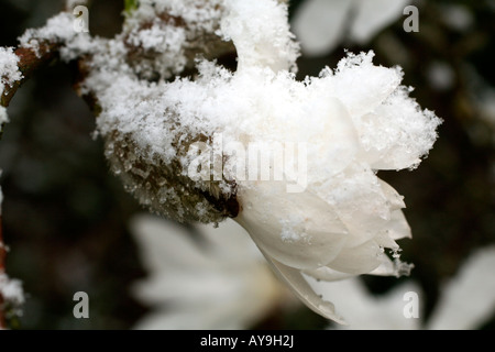 Neige d'AVRIL SUR FLEUR DE Magnolia stellata AGA nénuphar Banque D'Images