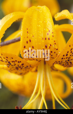 Lilium Groupe citronnelle (Lily) Division Ic hybride asiatique Banque D'Images