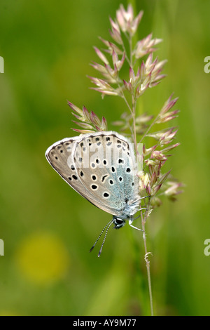Grand Papillon bleu (Maculinea arion) Banque D'Images