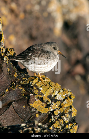 Bécasseau violet Calidris maritima Banque D'Images