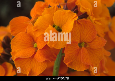 L'Erysimum 'Apricot Twist'. Wallflower. Banque D'Images