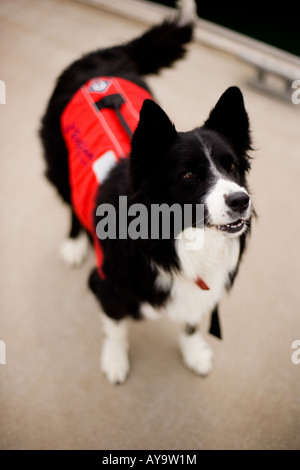 Dans Seadog gilet lumineux, Cowes, île de Wight, Royaume-Uni Banque D'Images