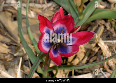 Fleur d'une tulipe miniature Petite Beauté Banque D'Images