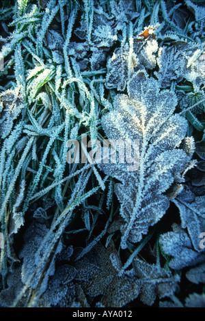 Feuille de chêne d'hiver glacial dans le comté de Dorset, Angleterre, Royaume-Uni Banque D'Images