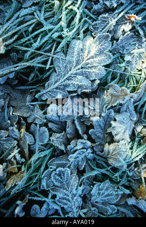 Frosty Feuilles de chêne en hiver Banque D'Images