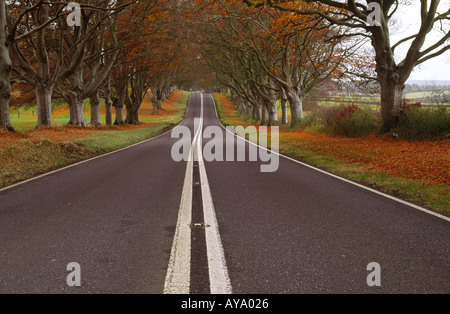 À travers un tunnel De vieux hêtres à Badbury Rings dans le Dorset en Angleterre Banque D'Images