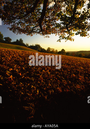 Les feuilles d'automne dans le comté de Dorset, Angleterre Royaume-uni Champ Banque D'Images