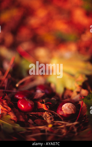 Rouge d'automne de Conkers un parc à Ealing, London England UK Banque D'Images