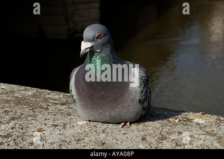 Un pigeon commun assis sur un mur en face de la rivière Banque D'Images