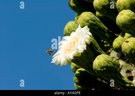 Gros plan d'un cactus saguaro fleuri avec de grandes fleurs blanches éclatant à la vie sous le soleil du désert. Banque D'Images