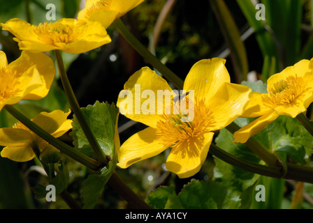 Caltha palustris populage des marais avec de petites fleurs en vol stationnaire au printemps en étang de jardin Banque D'Images