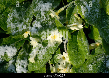 Primrose Primula vulgaris avec une légère couche de neige dans les forêts au printemps Banque D'Images