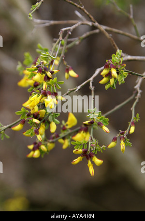 Senna Scorpion Hippocrepis emerus emerus Coronilla emerus subsp syn Banque D'Images