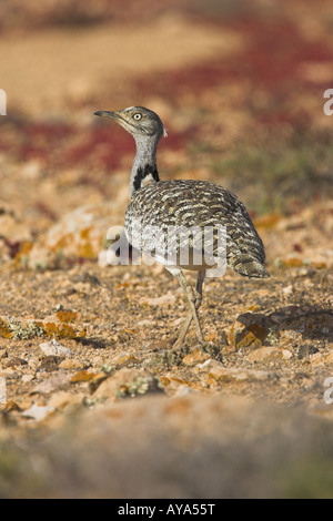 Outarde Houbara Chlamydotis undulata harcèlement criminel dans le désert de Fuerteventura en mars. Banque D'Images