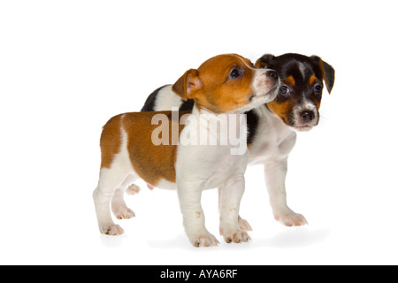 Deux sept semaine Jack Russell Terrier chiots sur fond blanc debout face à la droite. JMH1978 Banque D'Images