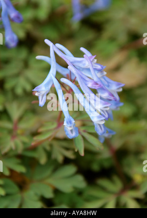 Blue Corydalis alias Blue Fumitory, Corydalis flexuosa, Papavaraceae. Chine. Banque D'Images