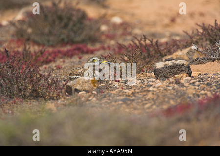 Oedicnème criard Burhinus bistriatus assis derrière rock, camouflée contre le contexte de Fuerteventura en mars. Banque D'Images