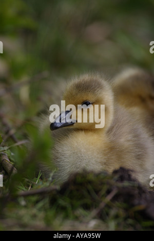 Canada goose gosling Banque D'Images