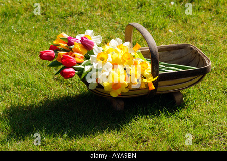 Les fleurs de printemps dans un jardin en bois Trug Banque D'Images