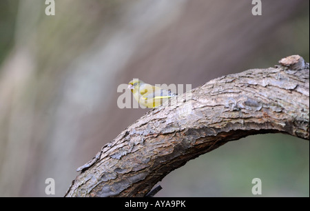 Verdier Carduelis choris sur tronc d'arbre Banque D'Images