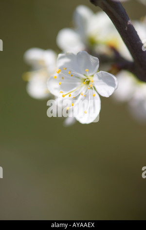 fleur de prunier Banque D'Images