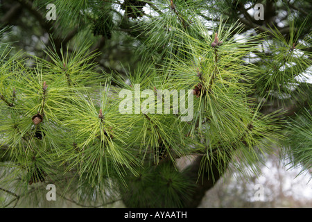 Pin nain de Sibérie aka Pierre pin Pinus pumila japonais Banque D'Images