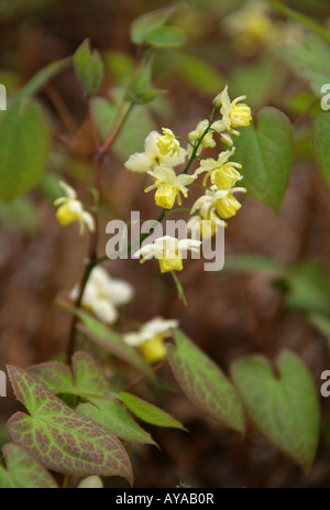 Barrenwort ou Bishop's Hat, Epimedium versicolor 'Sulphureum', Berberidaceae Banque D'Images