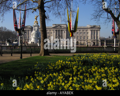 Le palais de Buckingham avec la floraison des jonquilles au printemps au premier plan ville de Westminster London England UK Banque D'Images