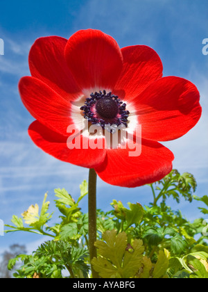 Anemone fleur Groupe de Caen en avril dans un jardin Banque D'Images