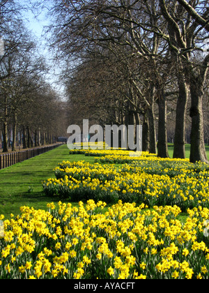 La floraison des jonquilles au printemps en même temps que le centre commercial City of Westminster London Angleterre UK Banque D'Images