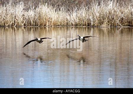 Deux des oies landing Banque D'Images