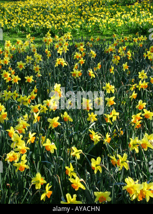 La floraison des jonquilles au printemps à St James's Park City of Westminster London Angleterre UK Banque D'Images