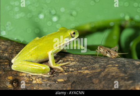 Rainette verte yeux un cricket qu'il aura pour le dîner Banque D'Images