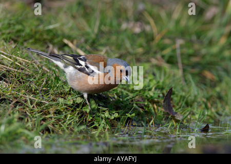 Chaffinch Fringilla coelebs mâle à l'étang de Potton potable Bedfordshire Banque D'Images