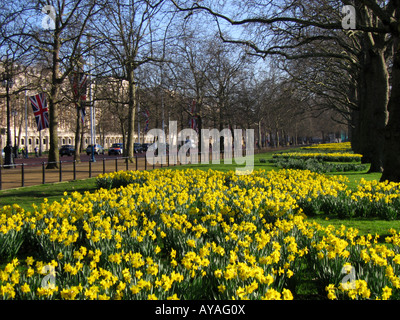 La floraison des jonquilles au printemps en même temps que le centre commercial City of Westminster London Angleterre UK Banque D'Images