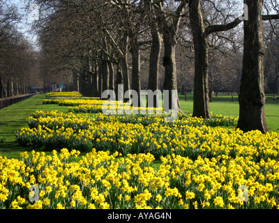 La floraison des jonquilles au printemps en même temps que le centre commercial City of Westminster London Angleterre UK Banque D'Images