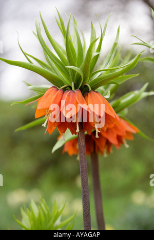 Couronne impériale Fritillaria imperialis, Lily Banque D'Images