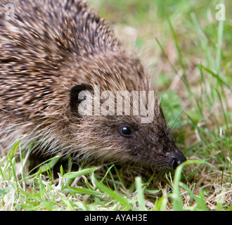 Close up d'un hérisson (erinaceus europaeus) dans un jardin Banque D'Images