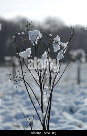 Lyminge woods Angleterre Kent Banque D'Images