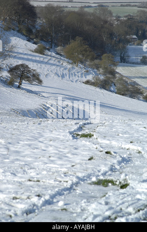 Lyminge Woods, dans le Kent, en Angleterre à la fin du printemps Banque D'Images