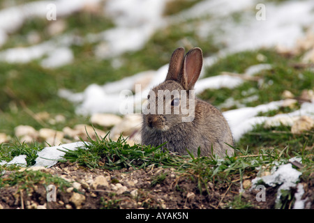 Jeune lapin Oryctolagus cuniculus dans snow Therfield Hertfordshire Banque D'Images