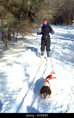 Femme Âge 33 et le chien s'appelle le ski-joering à Crosby Park Réserve Naturelle. St Paul Minnesota USA Banque D'Images